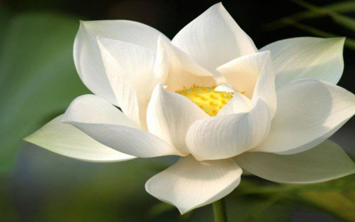 Phật dạy : Nguồn gốc của mọi sự khổ đau trên cõi đời này