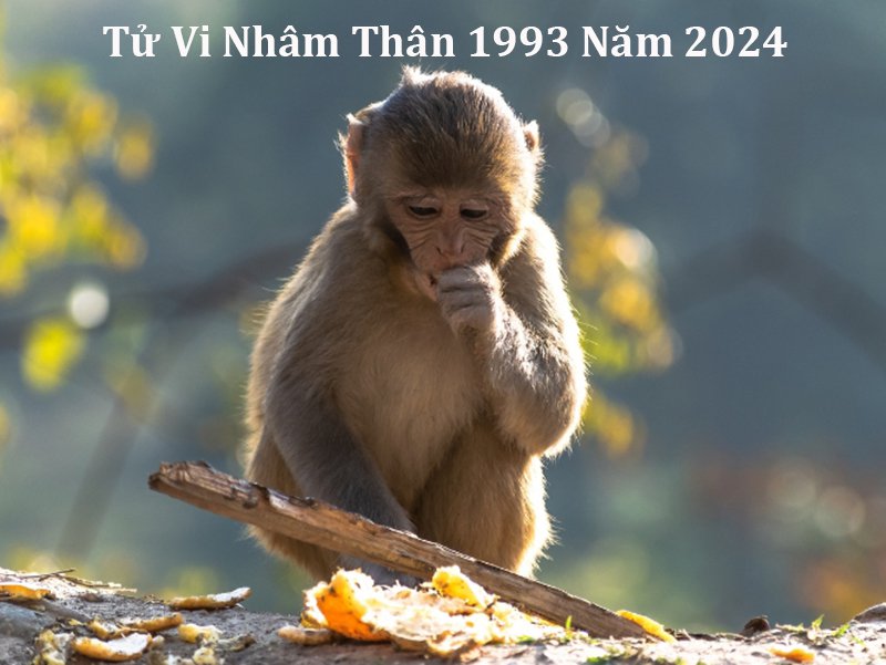 Tử Vi 2025 Nhâm Thân 1992